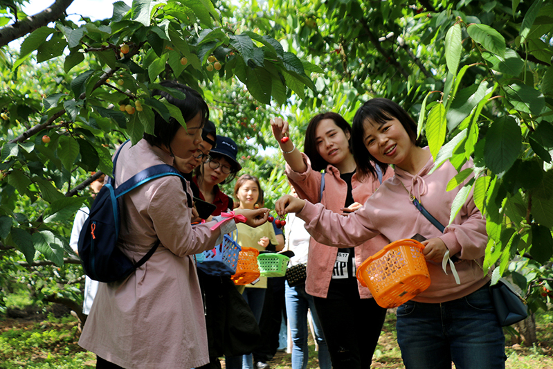 “遥闻春苑樱桃熟，先进金盘奉紫宸。”5月11日，初入孟夏时节，受陕西中联实业集团董事长委托，携带着董事长的深切关怀与问候，集团企化部组织全集团各公司、各部门员工代表25人一行，驱车前往西安白鹿原万亩樱桃基地，展开“樱桃采摘季·中联欢乐行”——寻找“中联果实”樱桃采摘活动。大家走入农家园林，幸福采摘艳红欲滴的新鲜樱桃果实，在品尝美味之余，深深体会到中联大家庭的温暖。